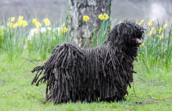 Puli Standing On Grassy Field