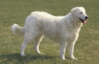 Kuvasz Dog Adult 