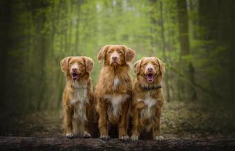 Three Nova Scotia Duck Tolling Retrievers