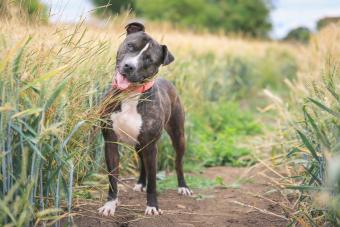 Staffordshire bull tilting his head