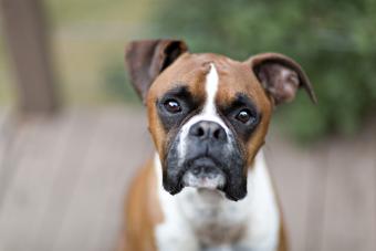 Boxer dog