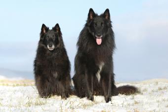 Two amazing Groenendaels sitting in winter 