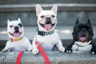 Three French bulldogs