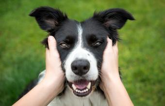 Beautiful Border Collie dog