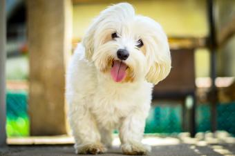 Maltese Dog