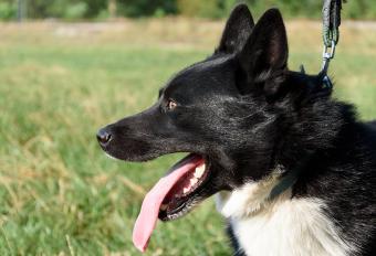 Black and white Karelian Bear Dog