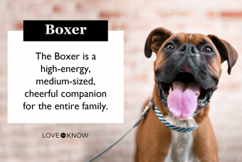 Boxer Breed Characteristics