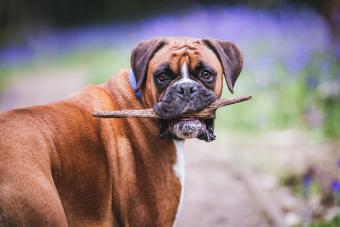 boxer carrying stick