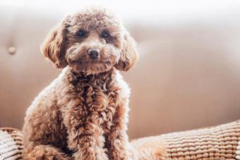 Cavapoo puppy is sitting on the couch at home