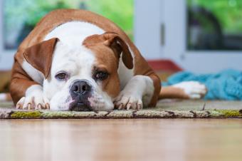 American Bulldog laying down at home