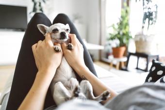 Woman holding a small white chihuahua in her lap