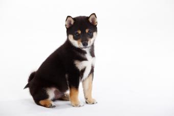 Portrait of Shiba Inu puppy