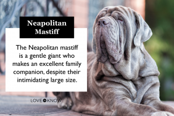 Neapolitan Mastiff Breed Card