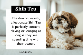 Shih Tzu breed characteristics