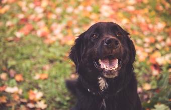 Labernese smiling at the camera