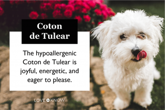 Coton de Tulear characteristics