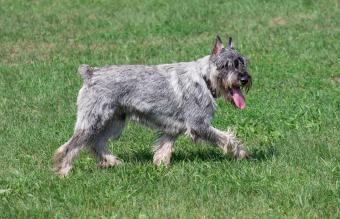 Older Standard Schnauzer trotting on grass