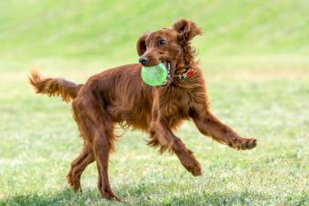 Irish Setter Carrying Ball In Mouth While Running On Field