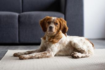 Cute brittany spaniel dog lying on carpet