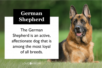 German Shepherd Characteristics