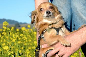 Chiweenie in mustard