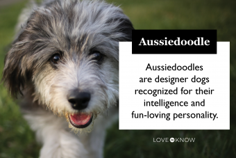 Aussiedoodle Breed Card