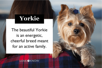 Yorkie Breed Characteristics