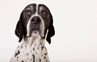 Close up of dog's face