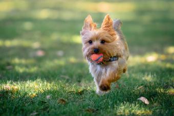 Yorkie Puppy Playing Fetch