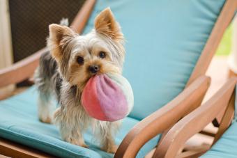 York Shire Terrier playing with ball