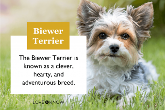 Biewer Terrier