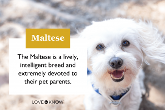 Maltese Dog