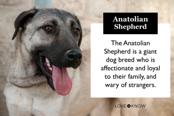 anatolian shepherd is this giant breed a good family pet