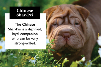 Shar pei puppy standing on green grass with white flowers