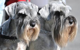 https://cf.ltkcdn.net/dogs/dog-breeds/images/slide/324503-850x533-miniature-schnauzer.jpg