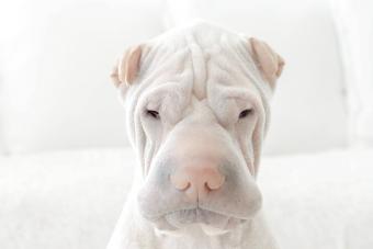 White shar-pei dog