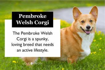 are corgis good emotional support pets