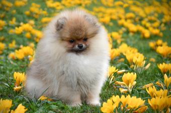 Baby Doll Pomeranian Puppy