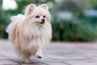 Cream Pomeranian pup outside