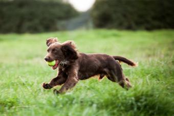 Boykin Spaniel male dog running