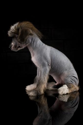 https://cf.ltkcdn.net/dogs/dog-breeds/images/slide/324843-566x848-gray-crested-pup.jpg