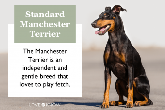 Standard Manchester Terrier Dog