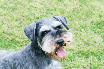 Miniature Schnauzer lying down on the lawn