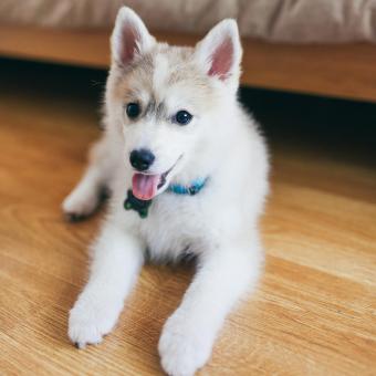 Portrait of a Pomsky dog 