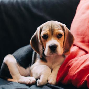 are pocket beagles good with kids