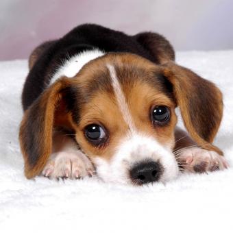 Little store beagle puppies