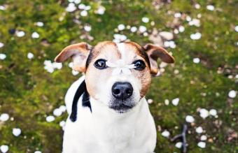 Japanese Terrier Dog breed