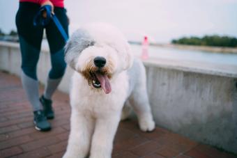 Woman running with old english sheepdog