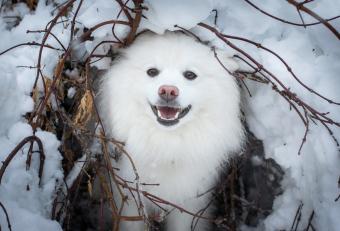 American Eskimo Dog playing in snow