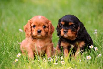 Two Cavalier King Charles Spaniel puppies sitting on a meadow